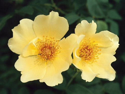 Венерочка ************