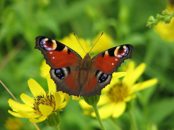 Елена Казакова