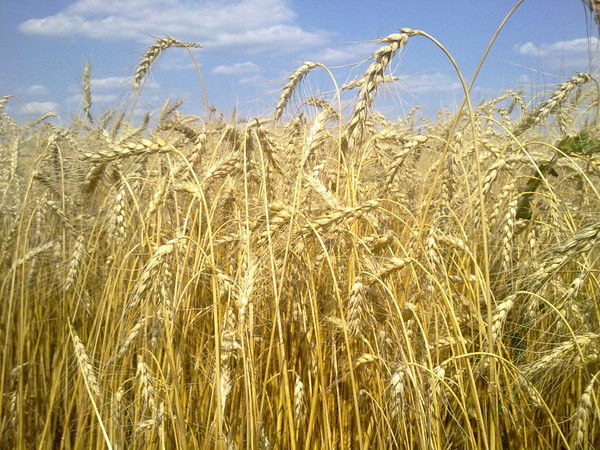 Ярагроторг