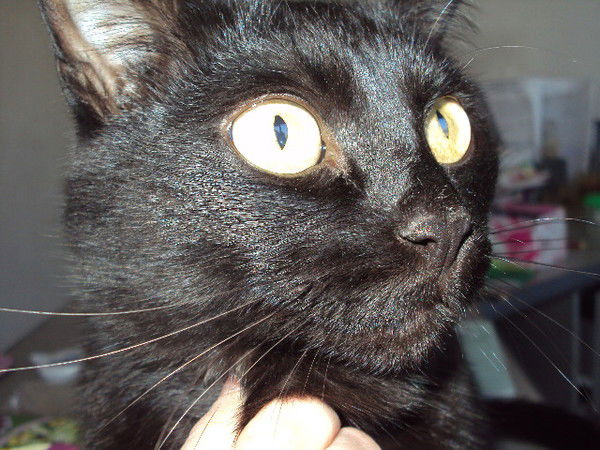 Валентина Шарифуллина