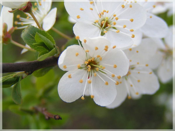 Умитай Бердешова