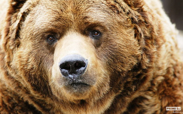 Анатолий Волчков