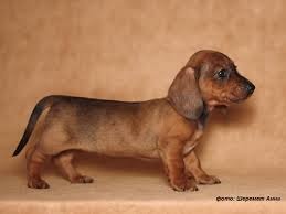 Олеся Болгова