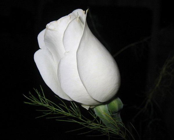 Ксения Лашина