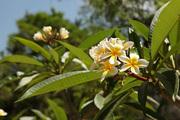 Багдат Суйменбаев