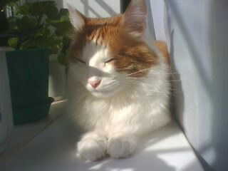 Серега Серёга