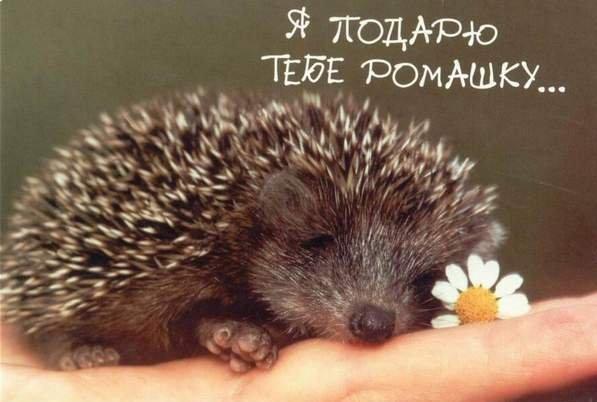 Алевтина Корнилова