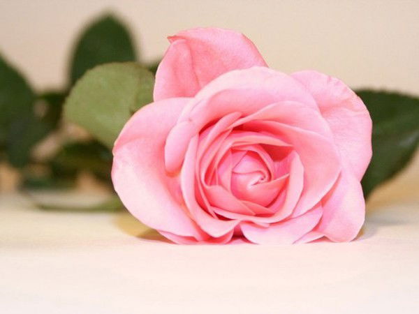 Евгения Каменецкая