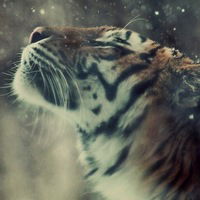 Алексей Чепурной