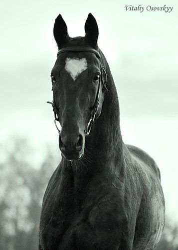 Жасулан Есентемиров