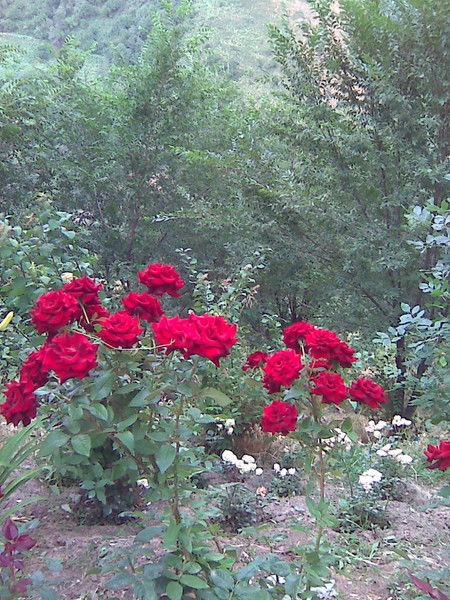 Сауле Тургаева