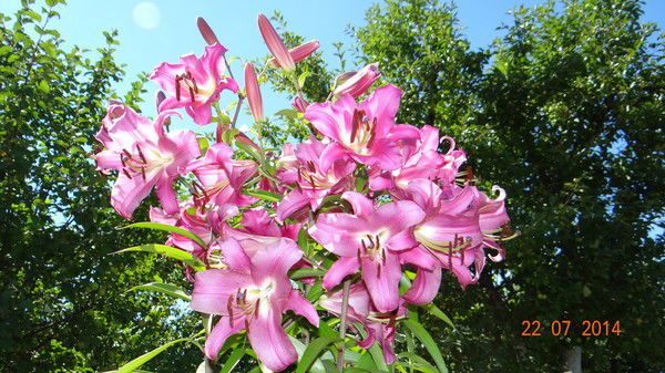 Наталья Дерябина