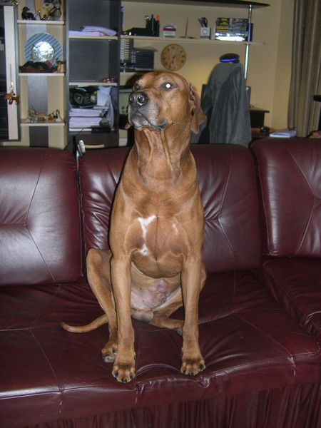 Владимир Голов