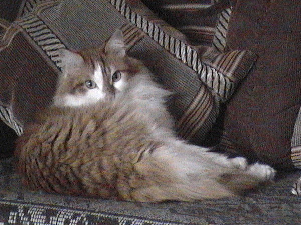 София Дерновая