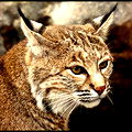 Natasha05 Lerros