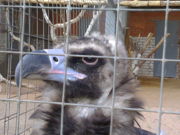 Юрий Румянцев