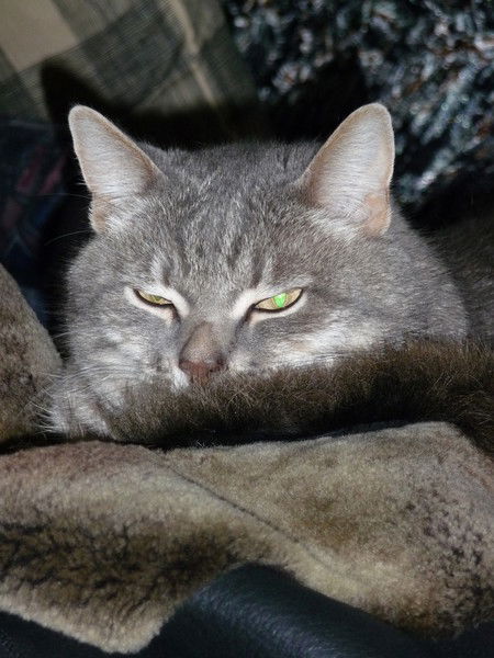 Николай Старостин