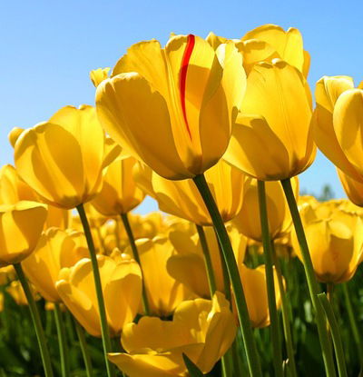 Людмила Низамова