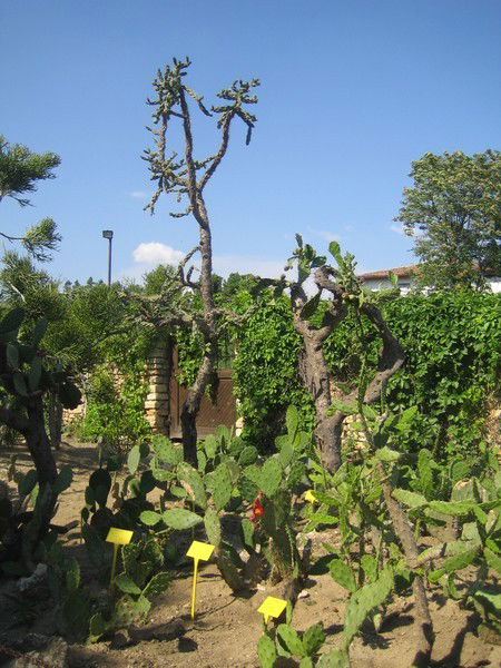 Елена Пономарева