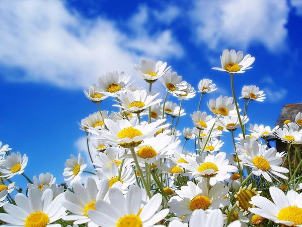 Мария Авижич