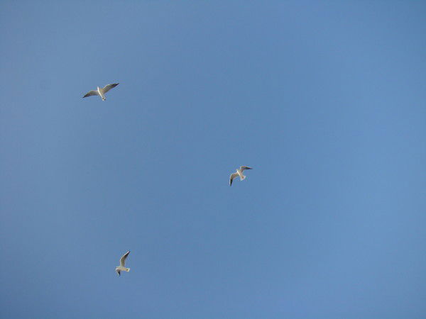 Марина Поклонская