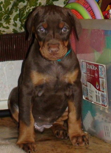 Леся Пырсикова