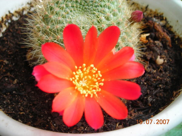 Наталья Кашлева