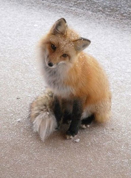 Тураева Ольга