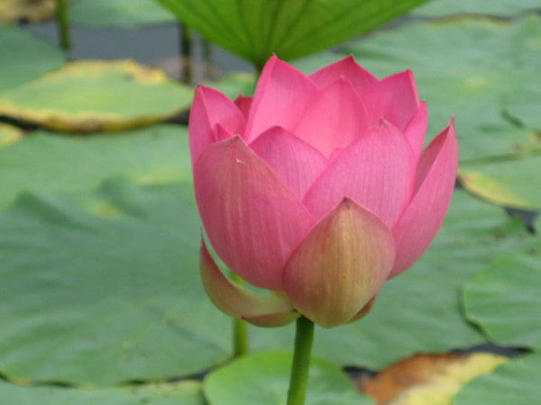 Нечаева Галина