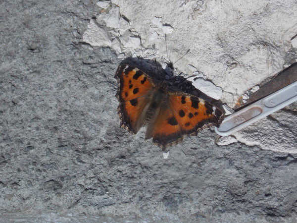 Алёна Алёнка