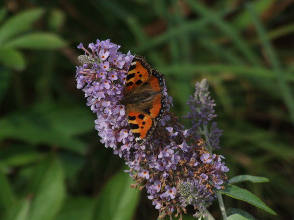 Смирнова Елена