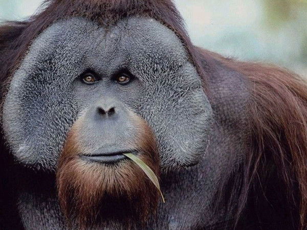 Олег Георгиевич Красовский