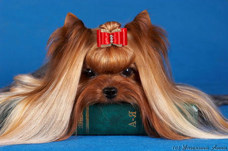 Елена Тимохова