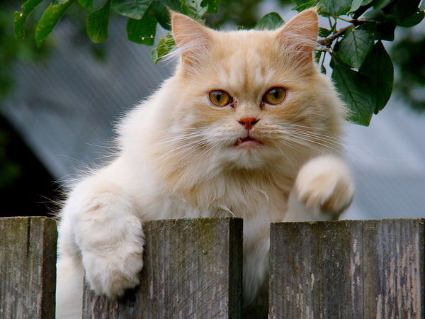 Василий Роман