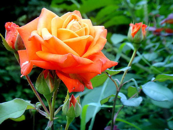 Ольга Симонова