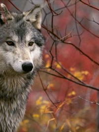 Роман Аветисов