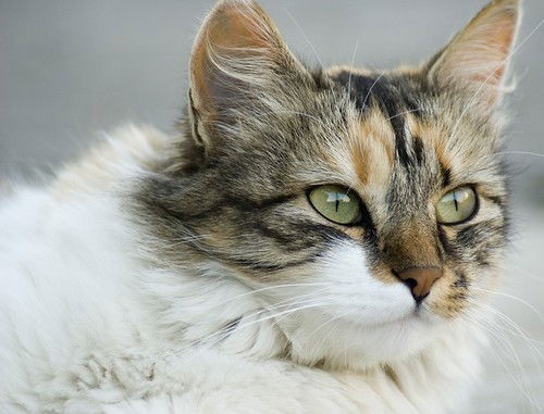 Гончарова Оксана