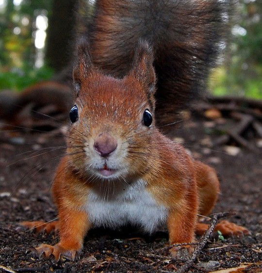 Кристина Сосновенко