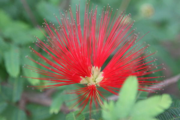 Nafisa Майбасова