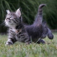 Рамис Гараев