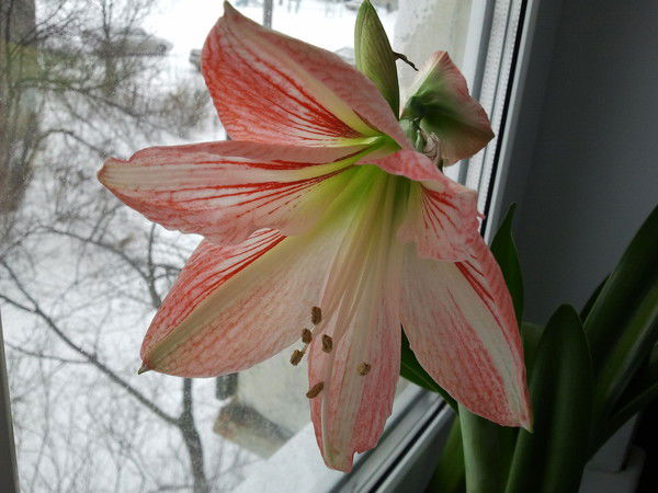 Евгения Павлова