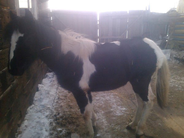 Олег Зиневич