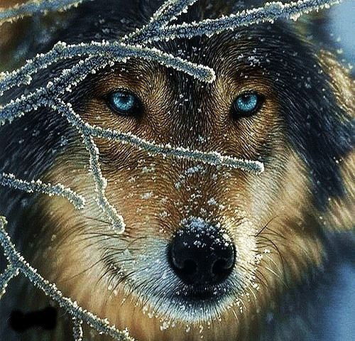 Олег Самойлов