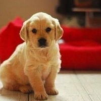 Катерина Кениг