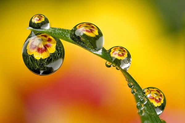 Роза Надршина