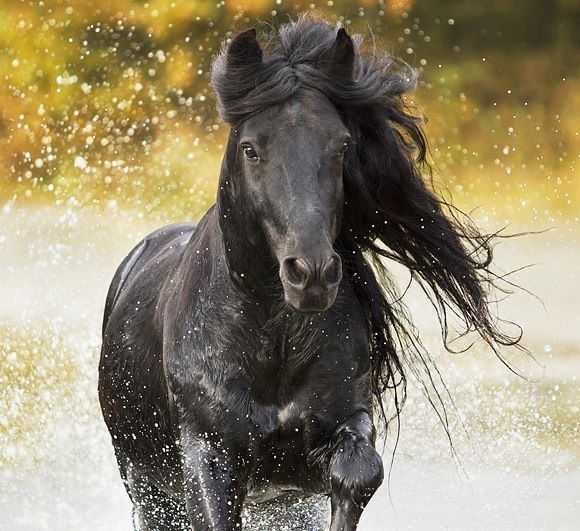 Екатерина Бебих