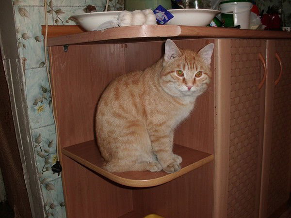 Александр Храбров