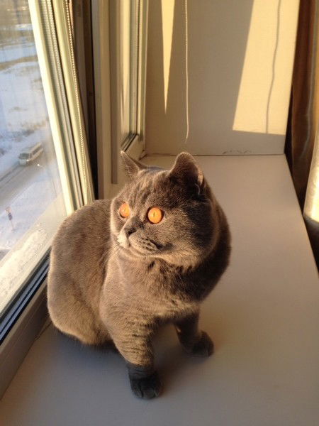 Елена Залужская