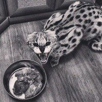 Сергей Калашников