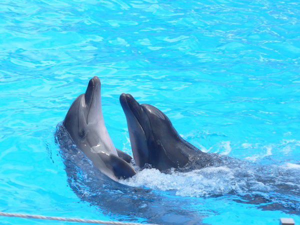 Светлана Фещенко